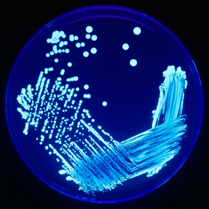 Genome map