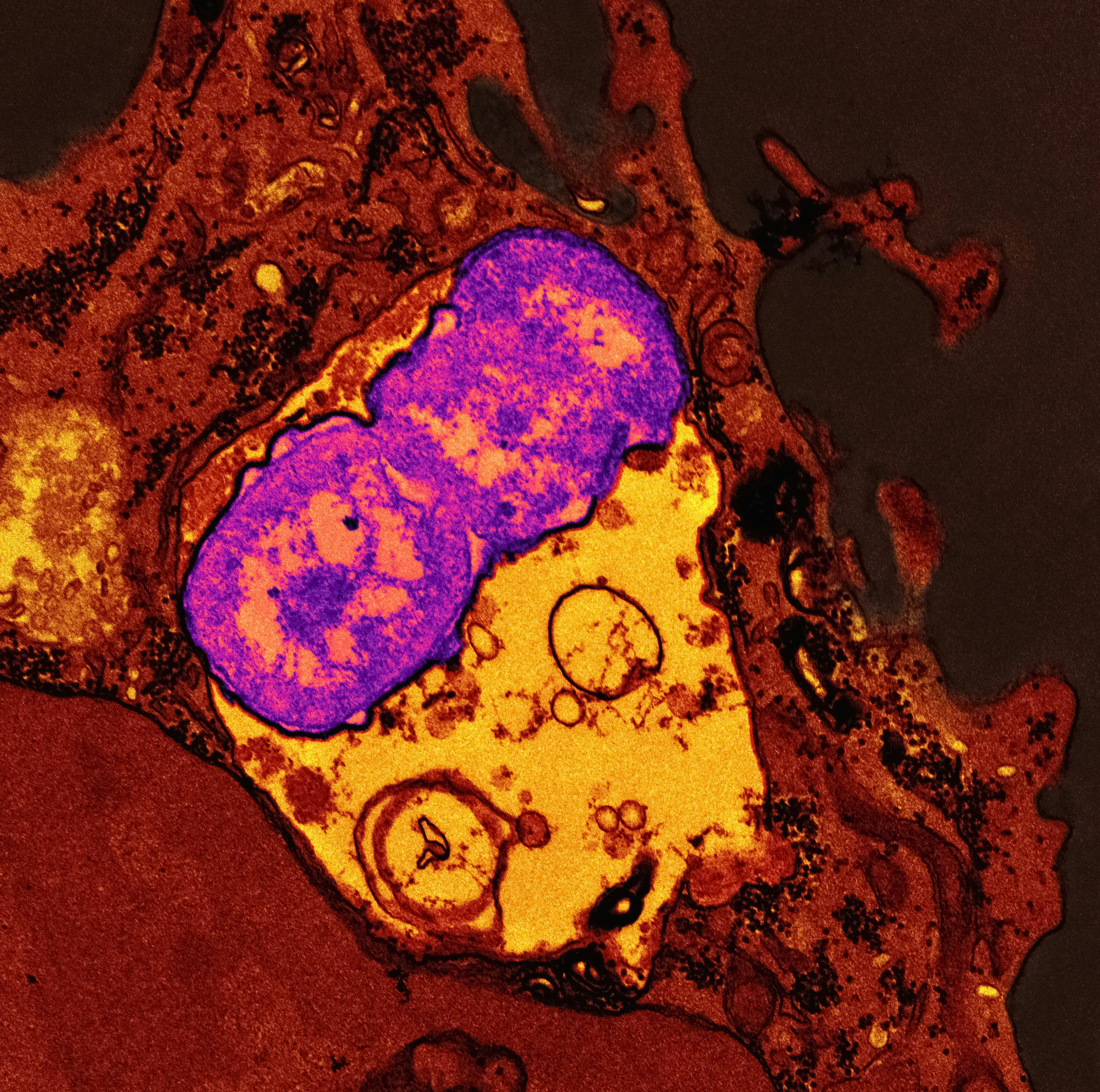 Bacteria visualization